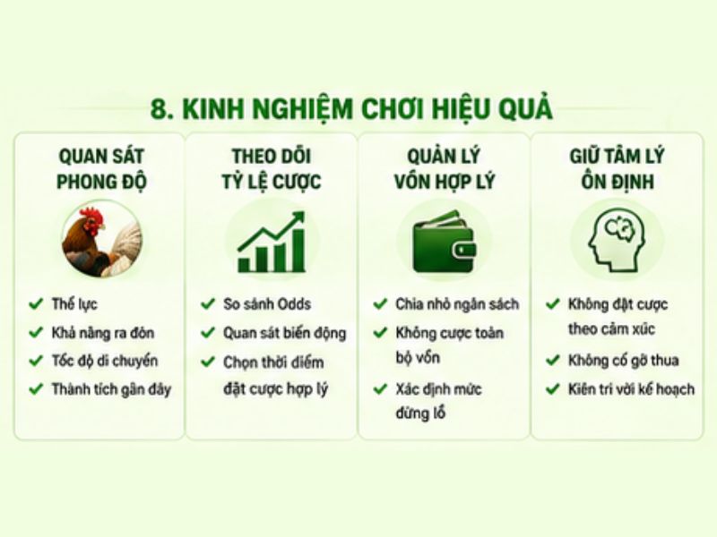 Kinh Nghiệm Chơi Đá Gà Cựa Dao Hiệu Quả