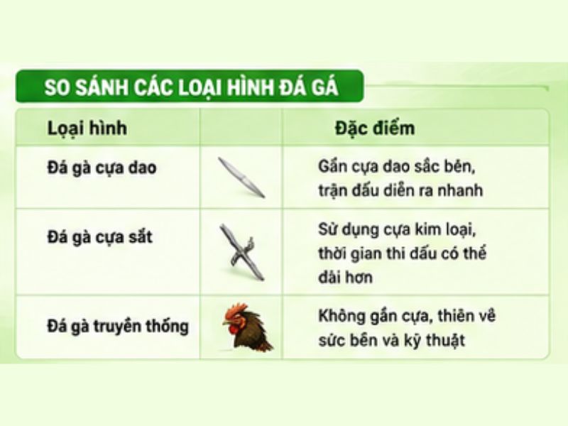 so sánh giữa đá gà cựa dao với một số hình thức phổ biến khác